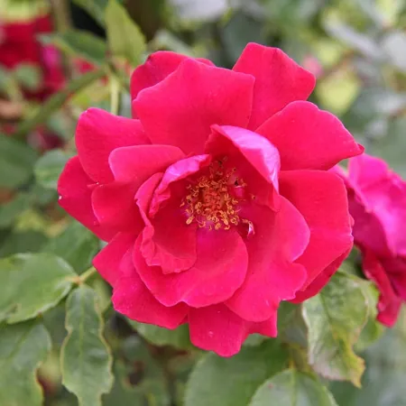 Red Parfum