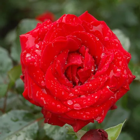 Red Queen
