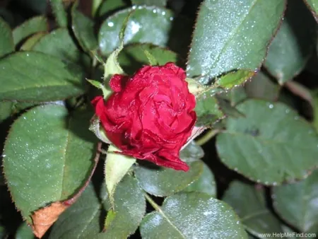 Red Velvet