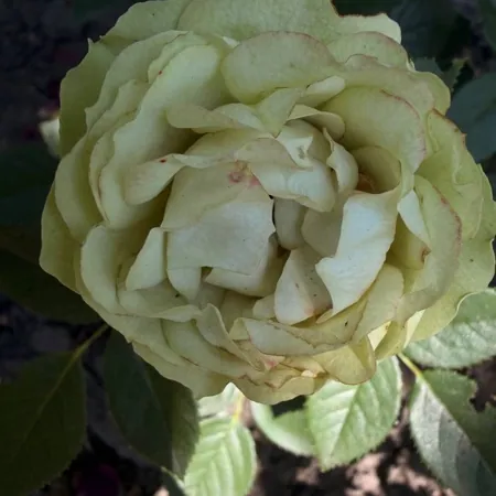 Lovely Rokoko