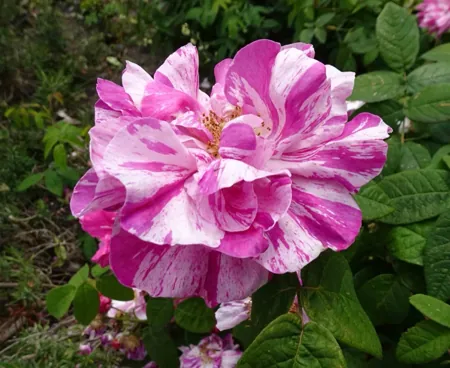 Rosa Mundi