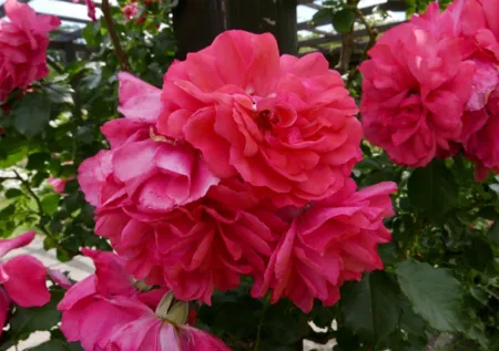 Rosarium Uetersen