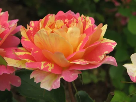 Rose des Cisterciens