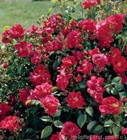 Roseberry Blanket