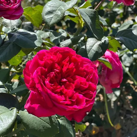 Rouge Royale