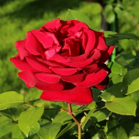 Royal William
