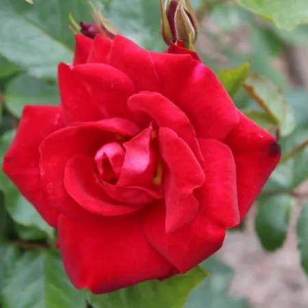 Ruby Anniversary