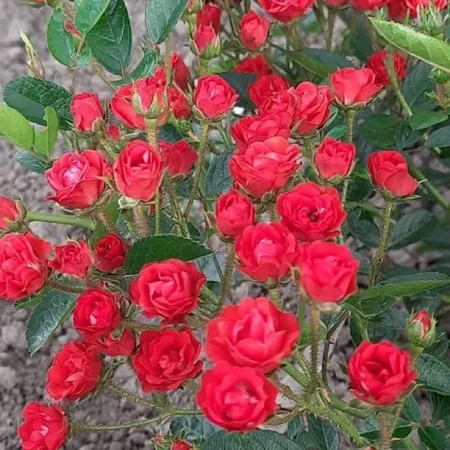 Scarlet Meidiland