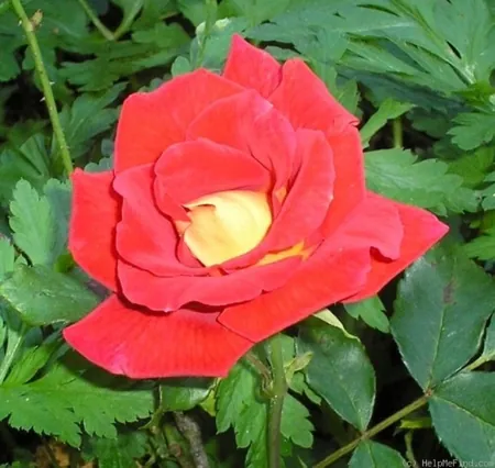 Senorita