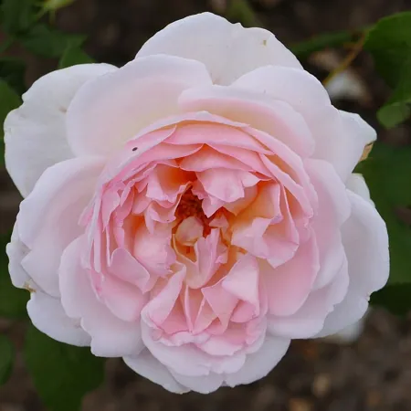 Sharifa Asma
