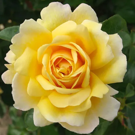 Soleil Vertical