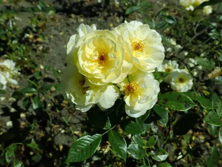 Sonnenschirm