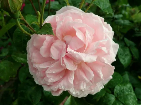 Strawberry Hill