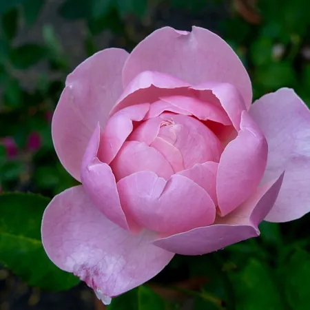 The Alnwick Rose