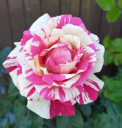 Vanille Fraise