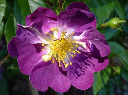 Veilchenblau