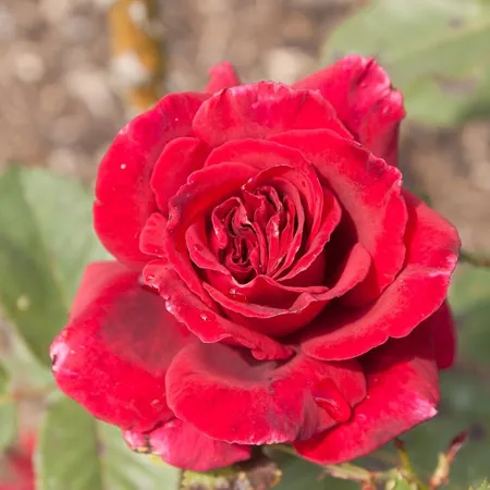 Velvet Fragrance