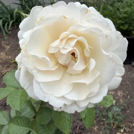 White Dawn