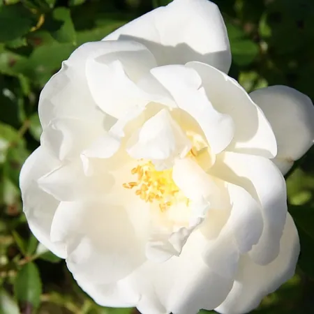 White Flower Carpet