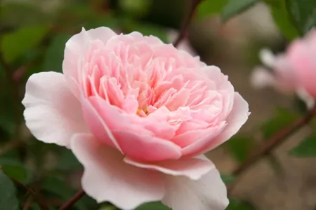 Wisley 2008