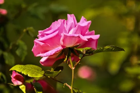 Zéphirine Drouhin