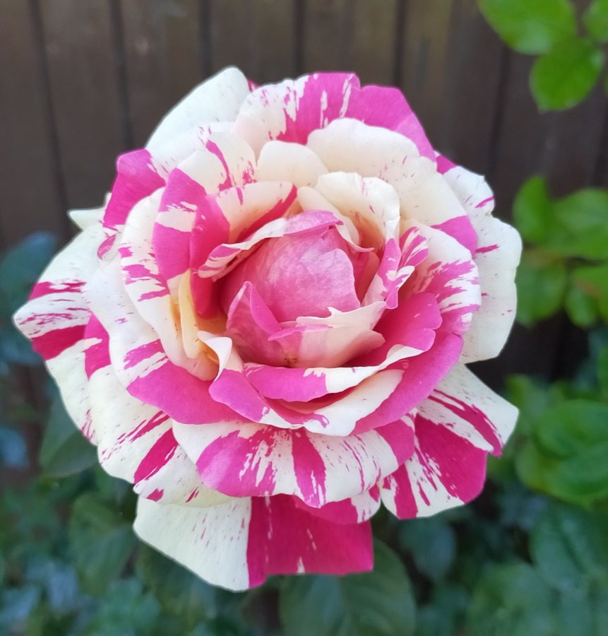 Vanille Fraise / Ваніль Фрез
