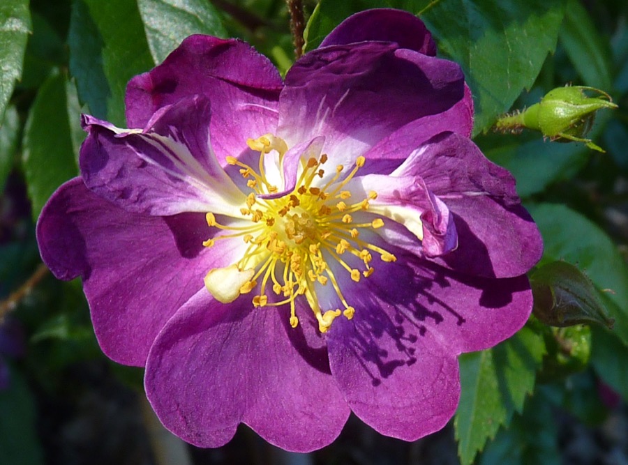 Veilchenblau