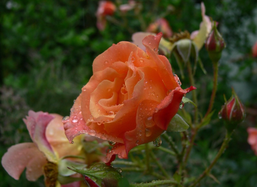 Westerland