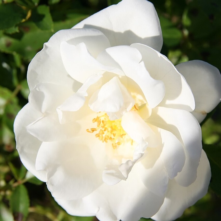 White Flower Carpet / Вайт Флавер Карпет
