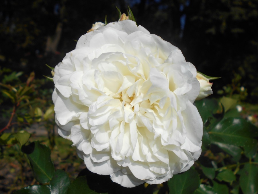 White Meidiland