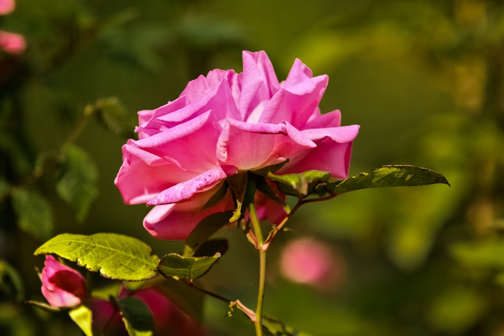 Zéphirine Drouhin