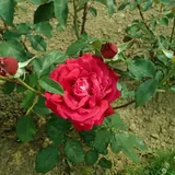 Alec's Red