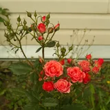 Alegria