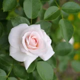 Aspirin Rose