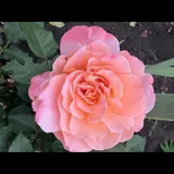 Augusta Luise
