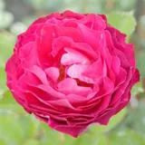 Belle de Segosa