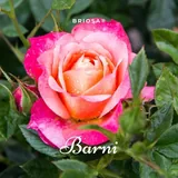 Briosa