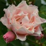 Daphne