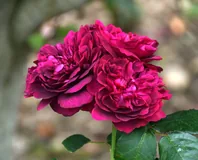 Darcey Bussell