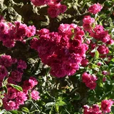 Excelsa