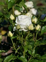 Madame Anisette