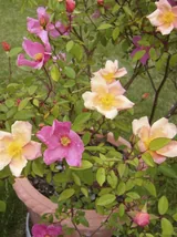 Mutabilis