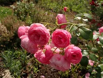 Pomponella