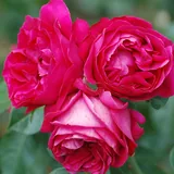 Red Eden