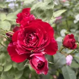 Red Intuition
