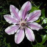 клематис 'Étoile Violette'